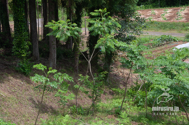 畑に植えられたカラスザンショウの若木（中央、周囲はタラノキ）　大井町山田　2021/05/29