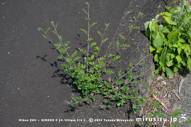 歩道に生えた、茎が細く斜上するトウコマツナギの若木か　大井町柳・東名高速付近　2023/07/27