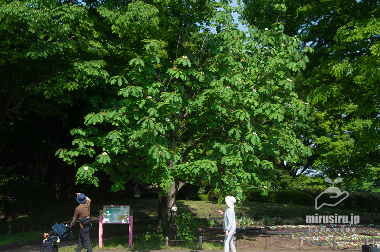 公園に植えられたホオノキ　相模原市南区・相模原公園　2022/05/05