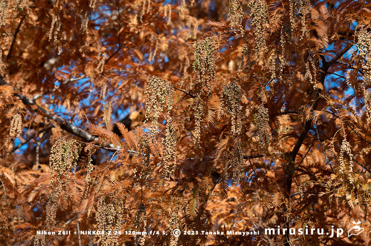 秋にはすでにたわわに垂れ下がっているメタセコイアの花序（蕾）　平塚市総合公園　2023/12/08