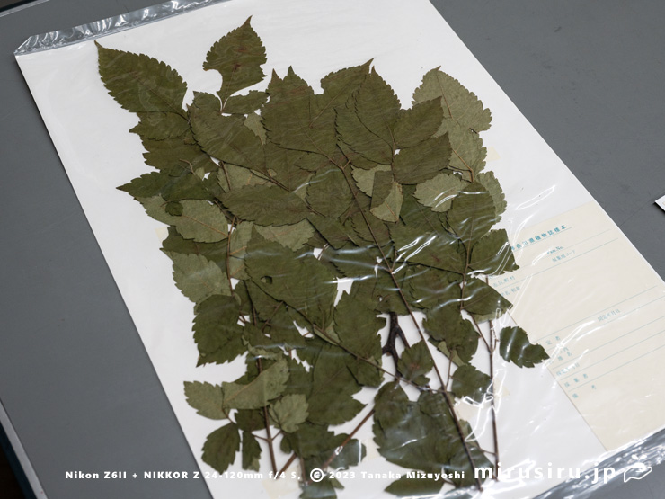 平塚市博物館収蔵の標本HCM-56-10160（標本ラベル内容は削除）　※画像クリックで拡大（2000×1500ピクセル）