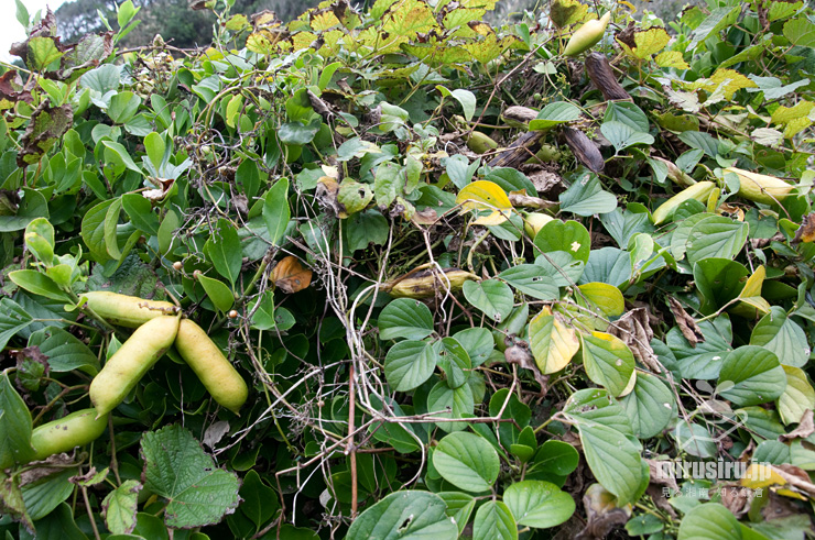 実が熟し始めたハマナタマメ 三浦市・毘沙門海岸 2015/11/22