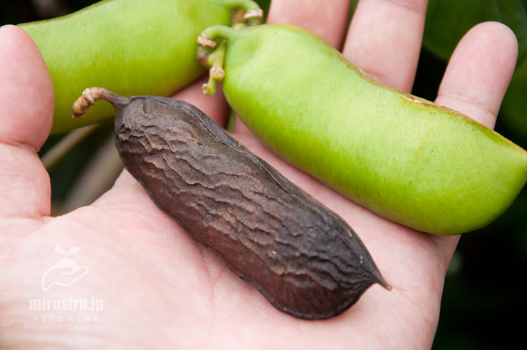 ハマナタマメの実のサイズ感 三浦市・毘沙門海岸 2015/11/22