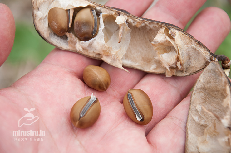 ハマナタマメの(人為的に裂開させた)熟した実と種子のサイズ感 三浦市・毘沙門海岸 2015/11/22