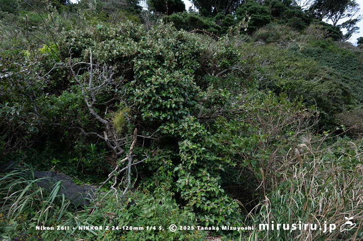 海に面した林縁を覆ったマルバグミ（オオバグミ）　三浦市・毘沙門海岸　2024/11/08