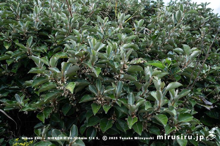 開花中のマルバグミ（オオバグミ）　三浦市・城ヶ島　2024/11/09