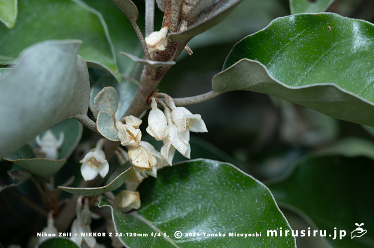 マルバグミ（オオバグミ）の花　三浦市・城ヶ島　2024/11/09