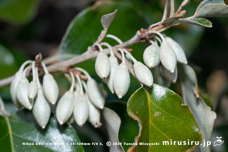マルバグミ（オオバグミ）の成長途上の実　三浦市・諸磯　2025/01/23