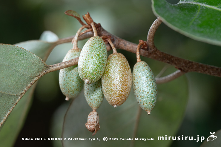 マルバグミ（オオバグミ）の熟し始めた実　葉山町堀内・長徳寺　2025/03/24