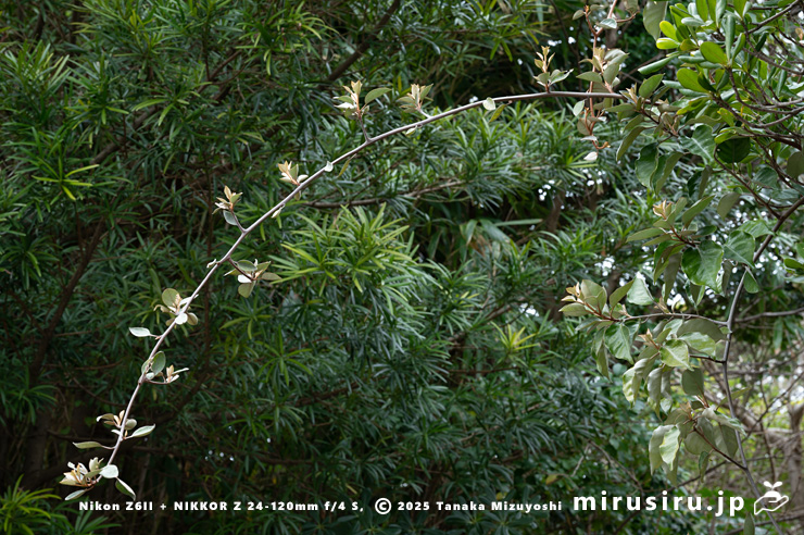 ツルグミかと勘違いしそうになるマルバグミ（オオバグミ）の長く枝垂れた枝　葉山町堀内・長徳寺　2025/03/24