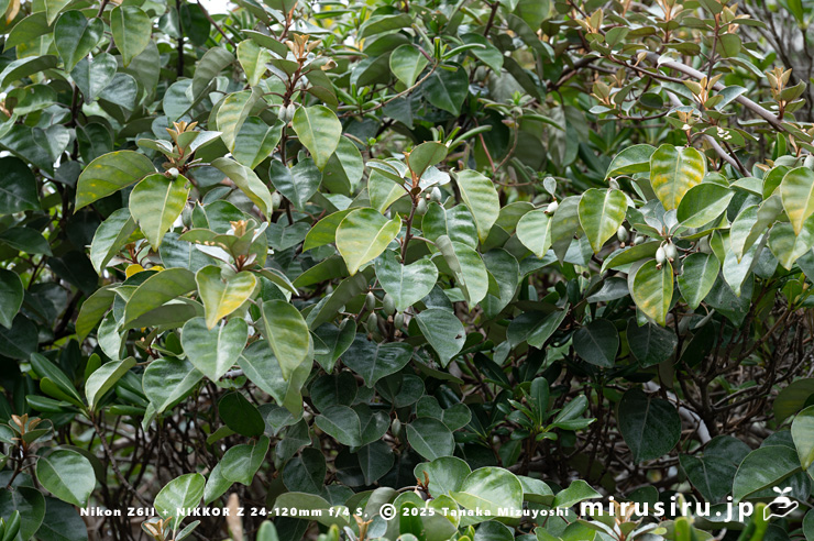 未熟な実がなったマルバグミ（オオバグミ）　葉山町堀内・長徳寺　2025/03/24