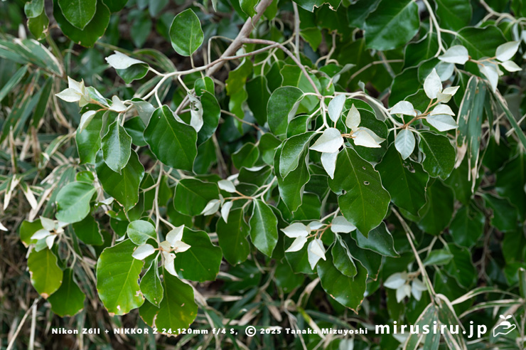 マルバグミ（オオバグミ）の春の新葉　三浦市・諸磯　2025/03/31