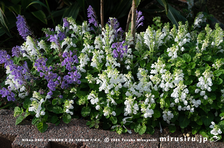 満開のコバノタツナミ　茅ヶ崎市浜之郷　2025/05/01