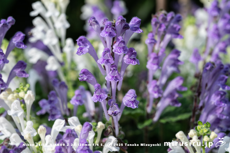 満開のコバノタツナミ　茅ヶ崎市浜之郷　2025/05/01