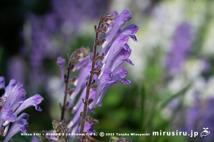横から見たコバノタツナミ　茅ヶ崎市浜之郷　2025/05/01
