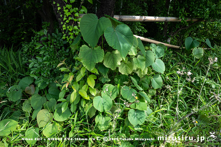 観賞価値がなくなったゴールデンウィーク以降のオオバベニガシワ　茅ヶ崎市堤　2025/05/16