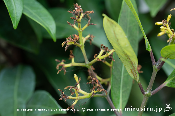 サカキカズラの咲き終わり　鎌倉市・大船フラワーセンター　2025/05/16
