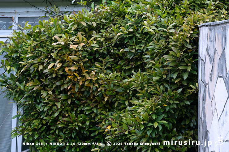 花後に黄葉し葉が生え変わるサカキカズラ　鎌倉市・大船フラワーセンター　2025/05/16