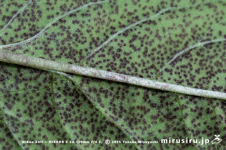 ギンレイカ（ミヤマタゴボウ）の葉裏の斑模様　茅ヶ崎市浜之郷　2025/05/22