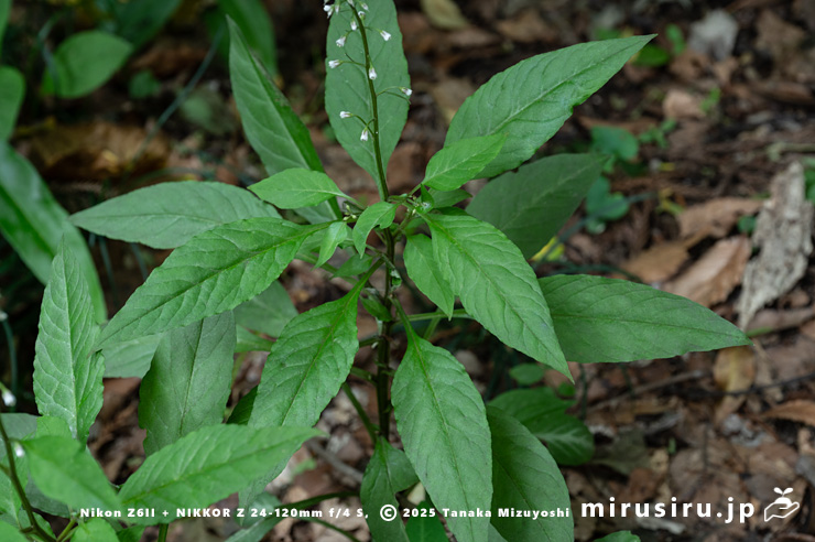 ギンレイカ（ミヤマタゴボウ）の開花時の葉　大磯町・高麗山公園　2025/05/24