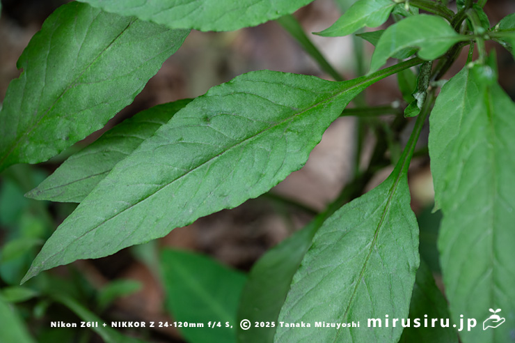 ギンレイカ（ミヤマタゴボウ）の開花時の葉　大磯町・高麗山公園　2025/05/24
