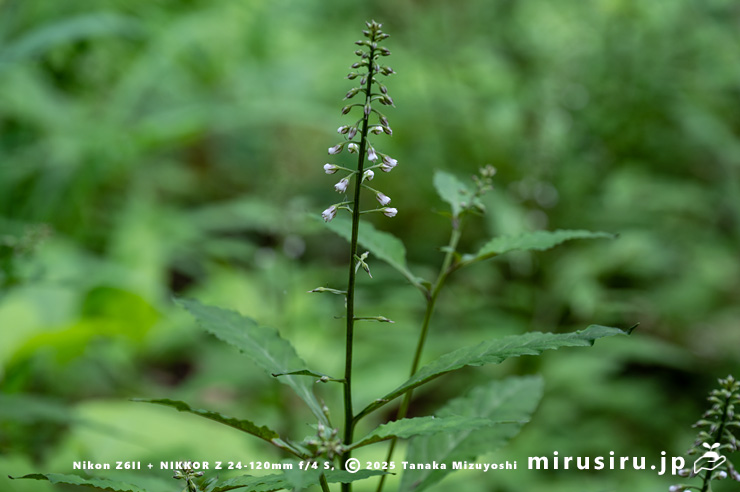 開花中のギンレイカ（ミヤマタゴボウ）　大磯町・高麗山公園　2025/05/24