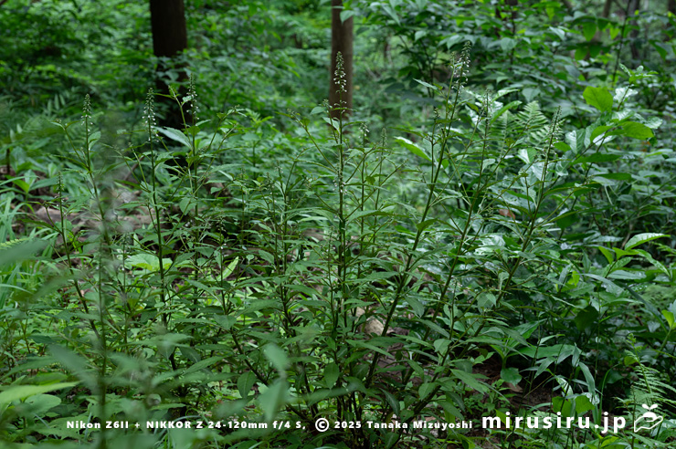 ギンレイカ（ミヤマタゴボウ）の開花中の大株　大磯町・高麗山公園　2025/05/24