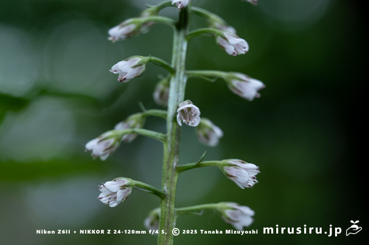 ギンレイカ（ミヤマタゴボウ）の花　大磯町・高麗山公園　2025/05/24