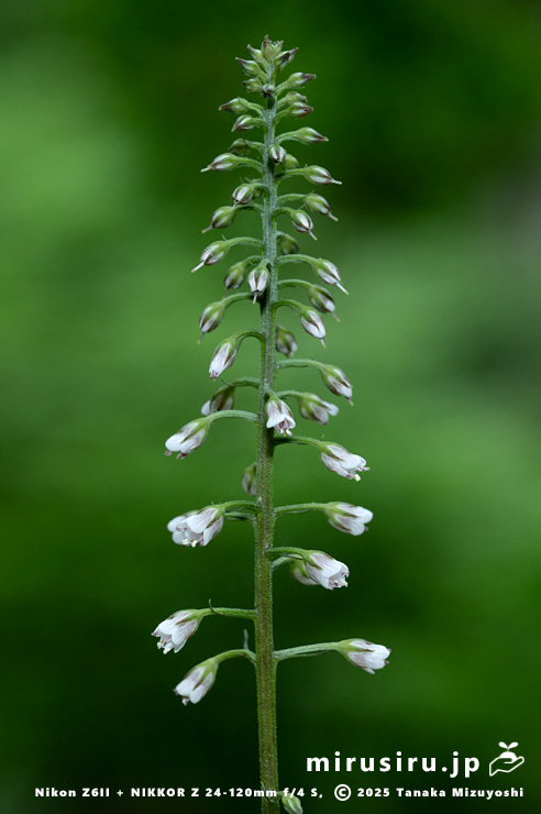 ギンレイカ（ミヤマタゴボウ）の花　大磯町・高麗山公園　2025/05/24