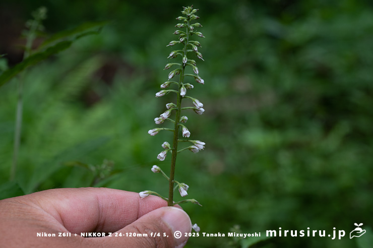 ギンレイカ（ミヤマタゴボウ）の花のサイズ感　大磯町・高麗山公園　2025/05/24