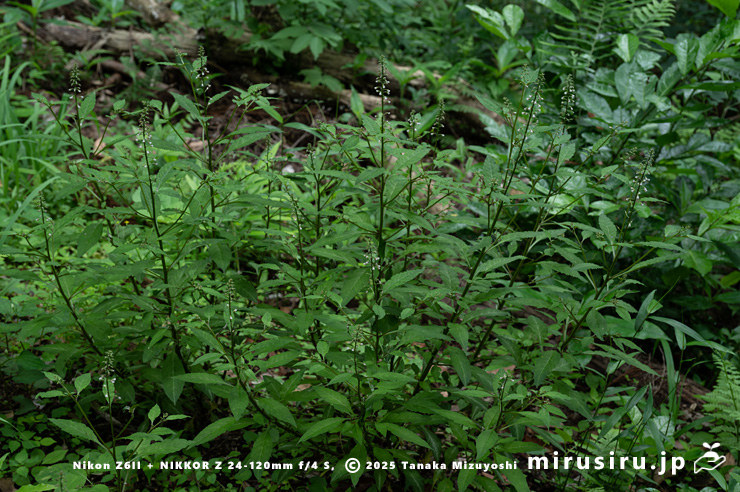 ギンレイカ（ミヤマタゴボウ）の開花中の大株　大磯町・高麗山公園　2025/05/24