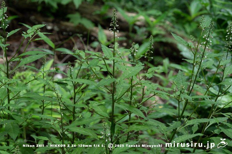 ギンレイカ（ミヤマタゴボウ）の開花中の大株　大磯町・高麗山公園　2025/05/24