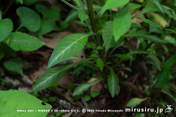 ギンレイカ（ミヤマタゴボウ）の開花時も茎下部に残る斑入りの葉　大磯町・高麗山公園　2025/05/24