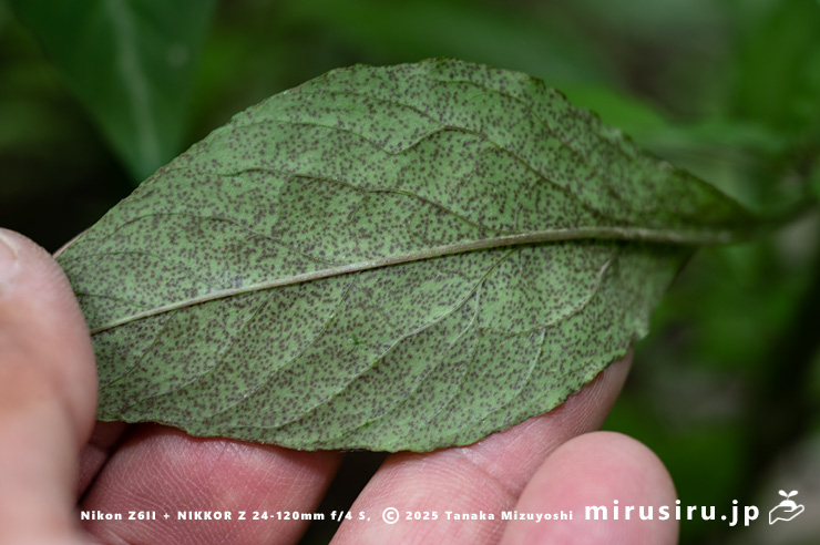 ギンレイカ（ミヤマタゴボウ）の開花時の葉裏　大磯町・高麗山公園　2025/05/24