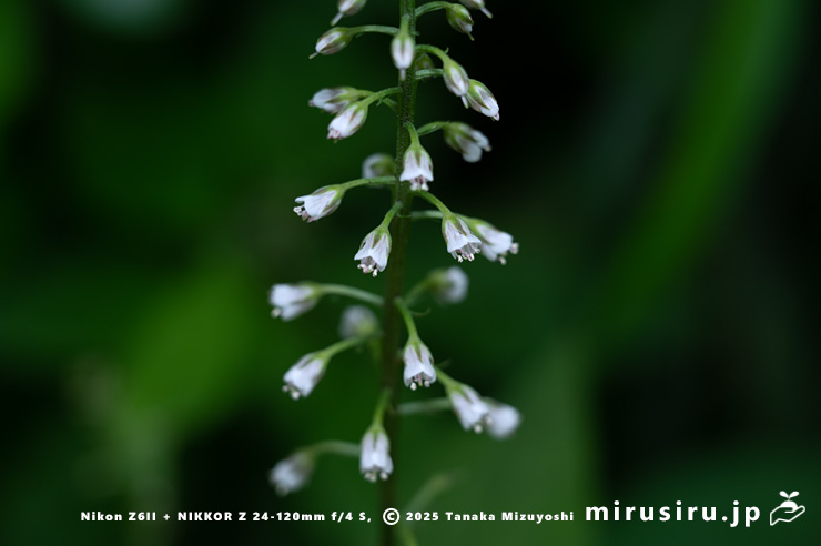 ギンレイカ（ミヤマタゴボウ）の花　大磯町・高麗山公園　2025/05/24
