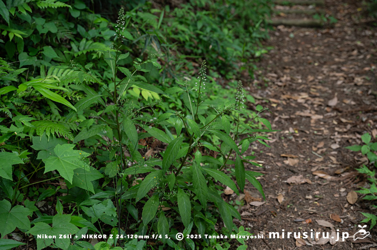 ハイキングコース脇に生えた開花中のギンレイカ（ミヤマタゴボウ）　大磯町・高麗山公園　2025/05/24
