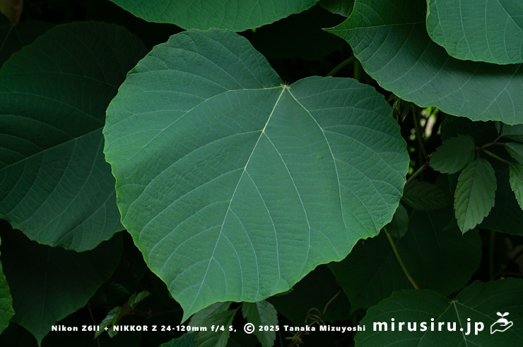 オオバベニガシワの葉　厚木市妻田東　2025/05/26