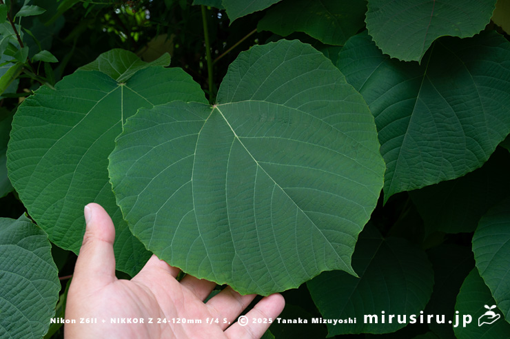 オオバベニガシワの葉のサイズ感　厚木市妻田東　2025/05/26