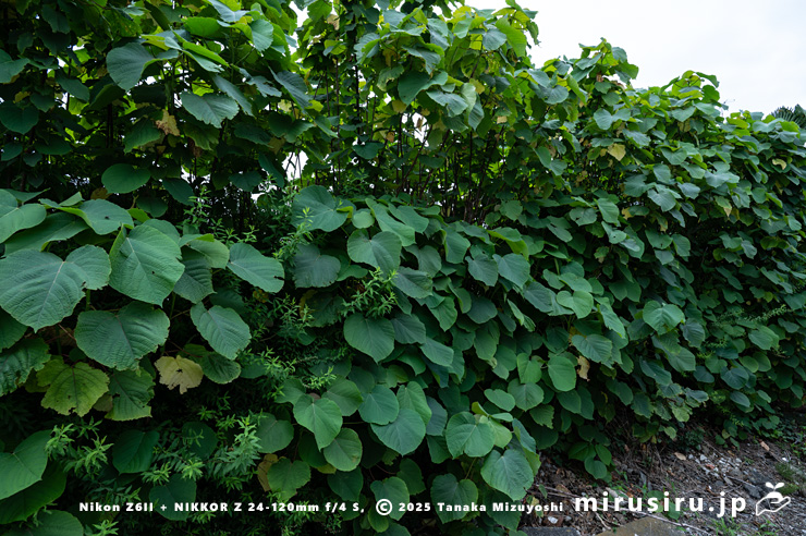 葉が緑色になったオオバベニガシワ　厚木市妻田東　2025/05/26