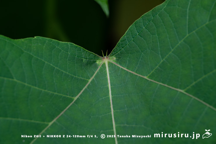 オオバベニガシワの葉身基部にある一対の突起　厚木市妻田東　2025/05/26