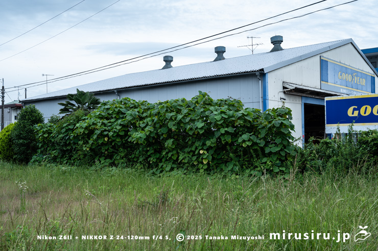 葉が緑色になったオオバベニガシワ　厚木市妻田東　2025/05/26