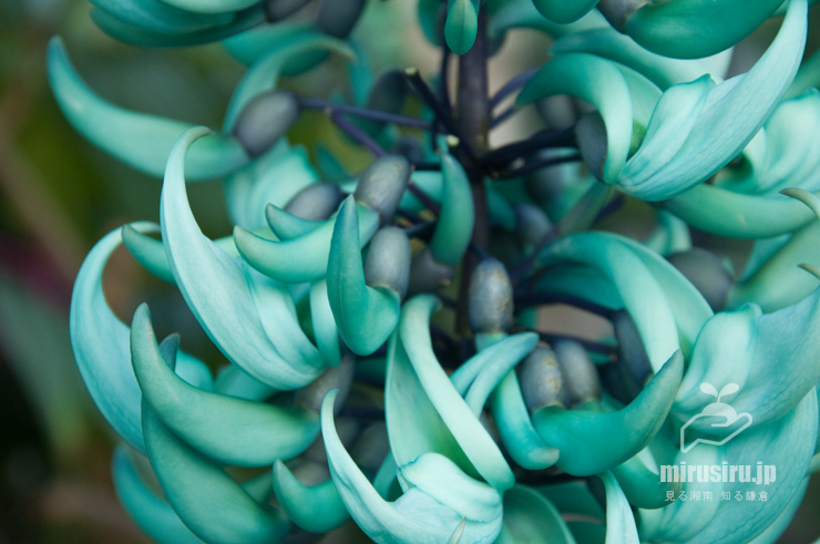 ヒスイカズラの花　鎌倉市・大船フラワーセンター　2017/02/08