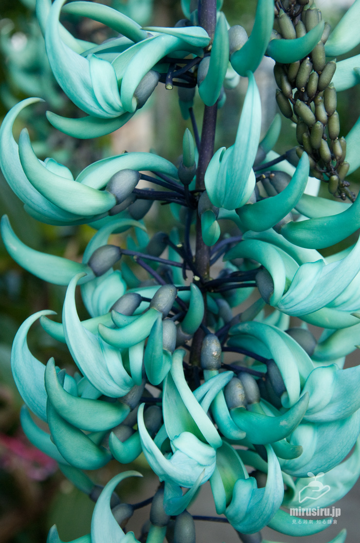 ヒスイカズラの花　鎌倉市・大船フラワーセンター　2017/02/08