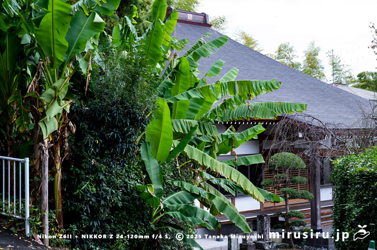 バショウ　平塚市・蓮大寺　2023/11/06