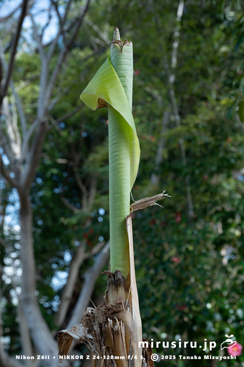 バショウの春の芽吹き　海老名市・今福薬医門公園　2025/03/14