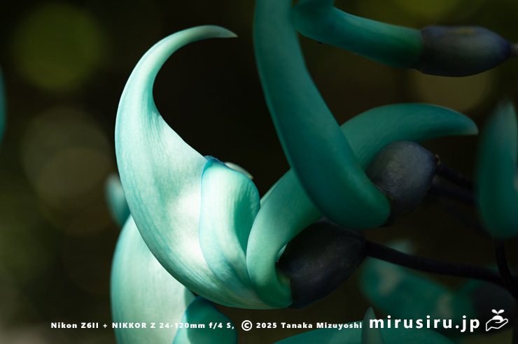 ヒスイカズラの花　相模原市南区・相模原公園　2025/03/14