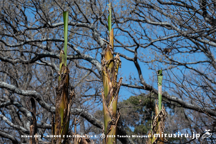 バショウの春の芽吹き　横浜市戸塚区・俣野別邸庭園　2025/03/23
