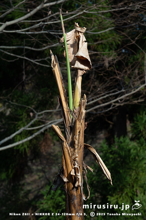 バショウの春の芽吹き　平塚市・蓮大寺　2025/03/26