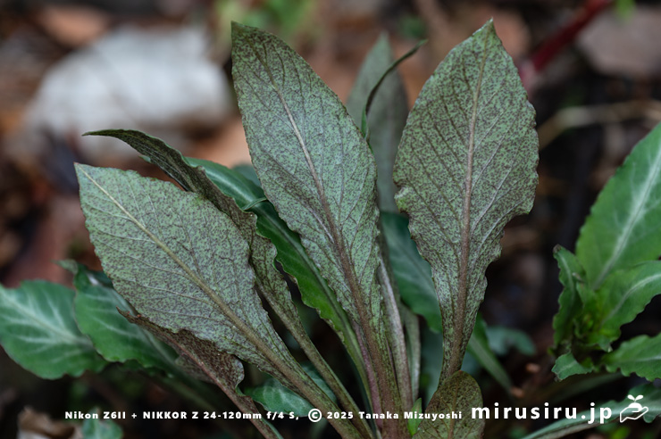 ギンレイカ（ミヤマタゴボウ）の幼株の斑入りの葉の裏　大磯町・高麗山公園　2025/04/06