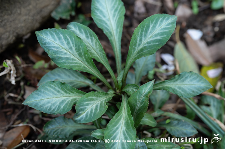 ギンレイカ（ミヤマタゴボウ）の斑が入る幼株　大磯町・高麗山公園　2025/04/08